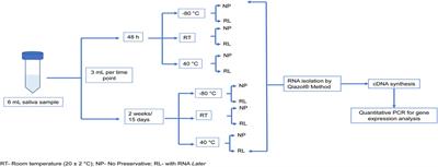 Assessing the impact of storage conditions on RNA from human saliva and its application to the identification of mRNA biomarkers for asthma